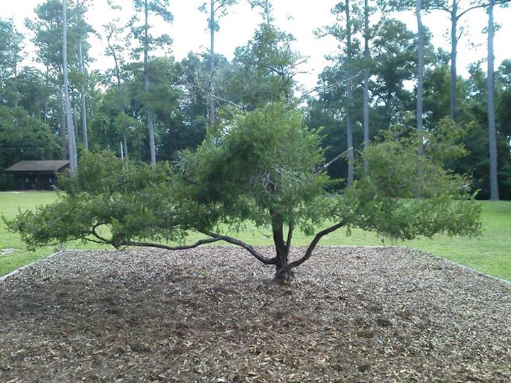 Torreya tree