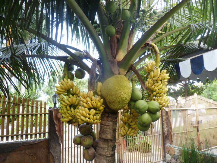 A tropical fruit salad tree