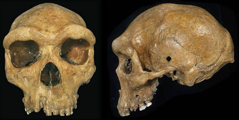 Rhodesian Man's skull