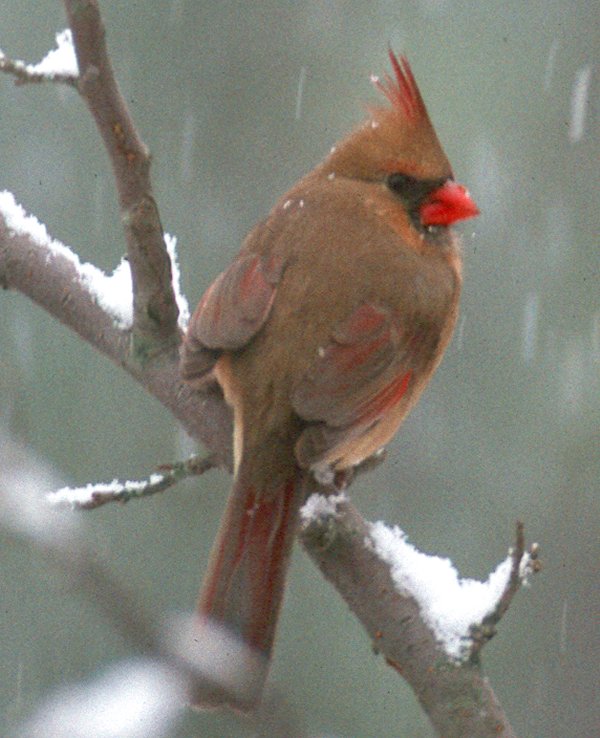 A female cardinal in the snow